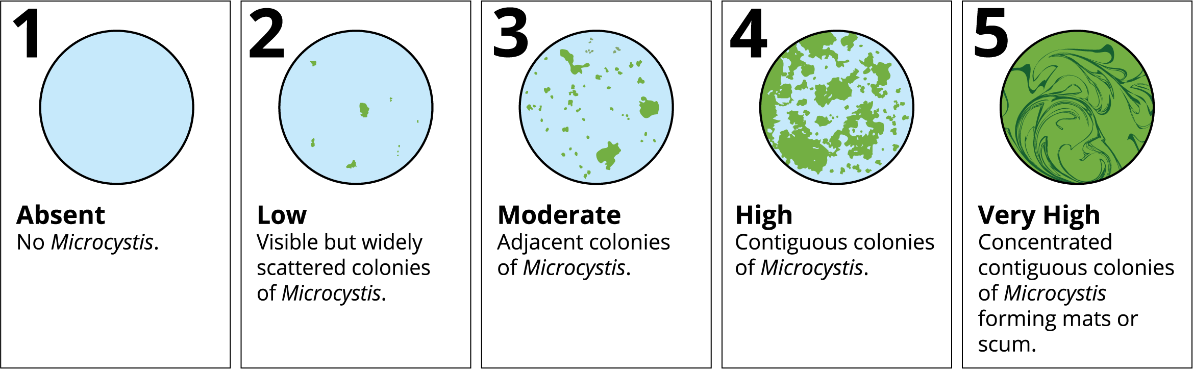 Microcystis Visual Index